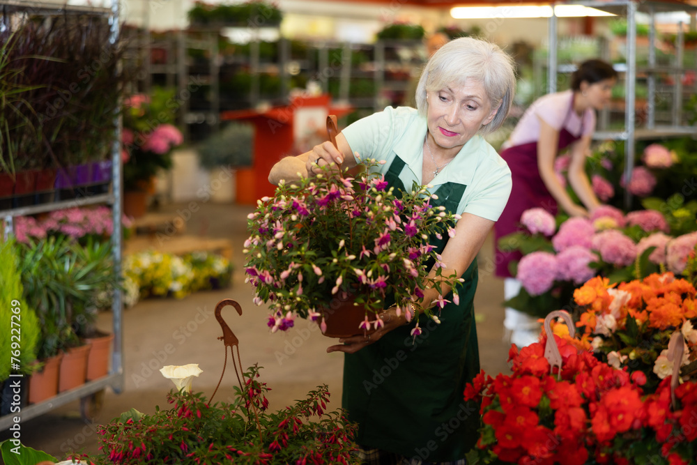 Experienced woman florist offers to buy indoor flowers in a pot at a flower market