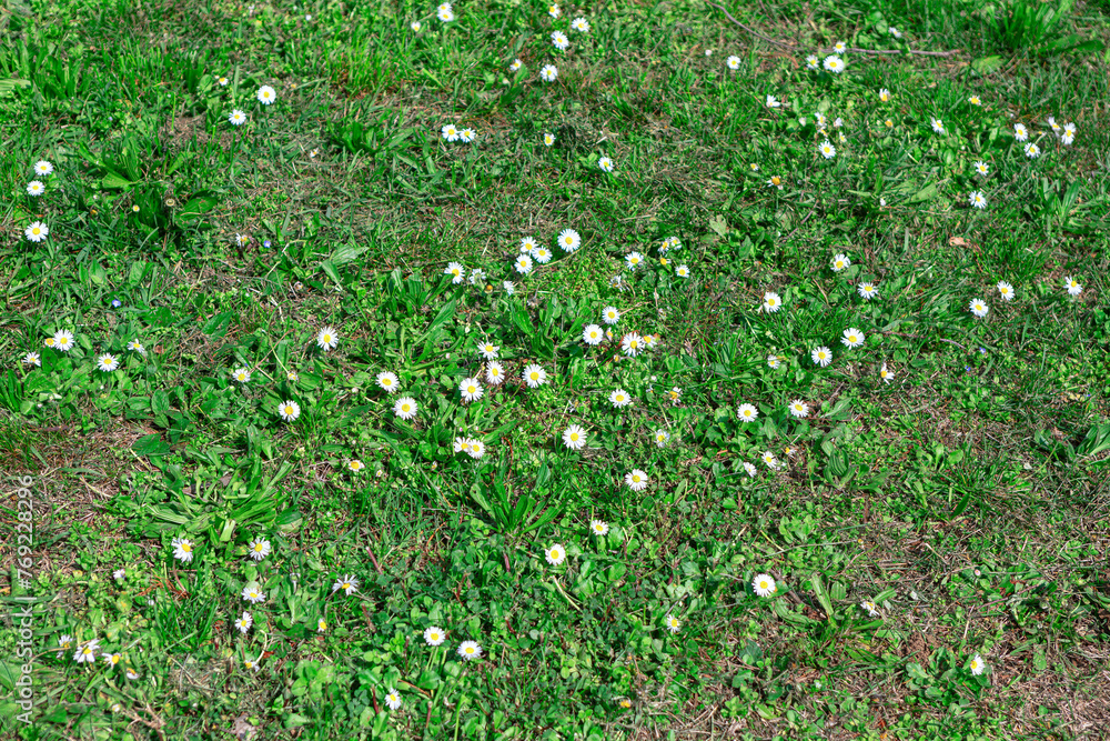 Green grass with white daisies in a meadow in spring