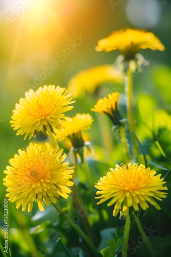 Beautiful flowers of yellow dandelions in nature in warm summer or spring on meadow in sunlight  macro. Dreamy artistic image of beauty of nature. Soft focus. 