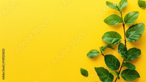 A green plant branch on a bright yellow background.