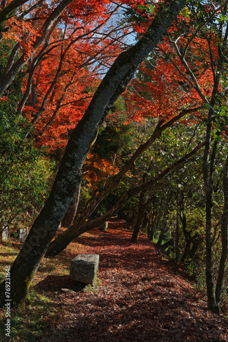 哲学の道 - Philosopher's Path in Kyoto, Japan