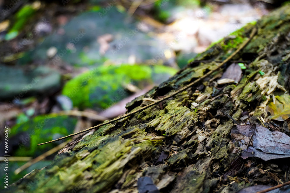 Close up photo of decayed old rotten wood log. Decomposed tree trunk with moss and dead leaves humus on the ground in the forest. Concept for international forest day, go green, earth day, ecology. Close up photo of decayed old rotten wood log. Decomposed tree trunk with moss and dead leaves humus on the ground in the forest. Concept for international forest day, go green, earth day, ecology.