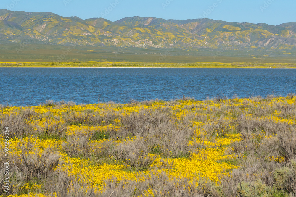 Soda Lake full of water, and wildflowers bloom at Carrizo Plain, central California