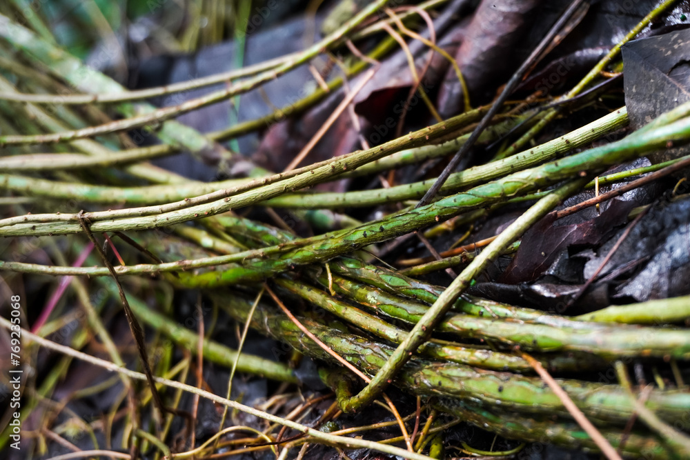 Tangled wild vines plant growing stalks in the forest wet ground. Tangled wild vines plant growing stalks in the forest wet ground.