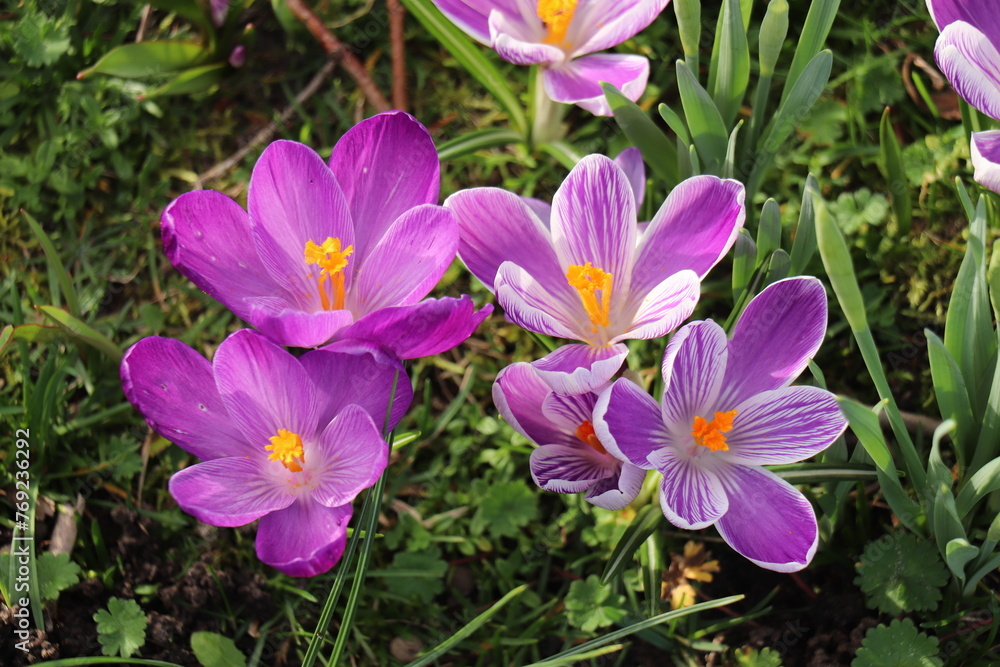A group of various crocuses A group of various crocuses