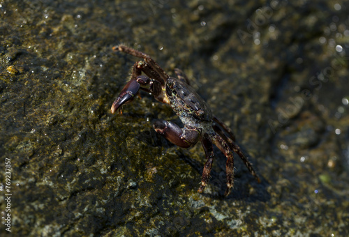 Pachygrapsus marmoratus is a species crab  sometimes called the marbled rock crab or marbled crab. Black Sea. Crab in the stones. The mating behavior of the animal  the release of foam.