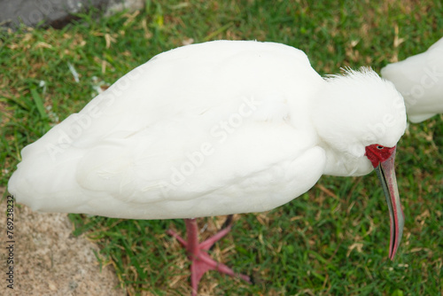 The white spoonbill (Latin: Platalea alba) is a species of bird in the ibis family (Threskiornithidae), Africa