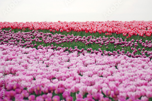 Pink and Purple tulip field