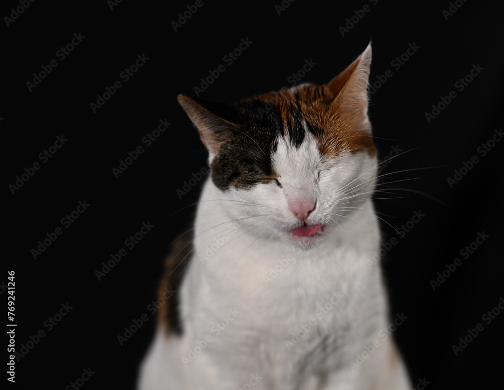 Fototapeta premium Cat photos