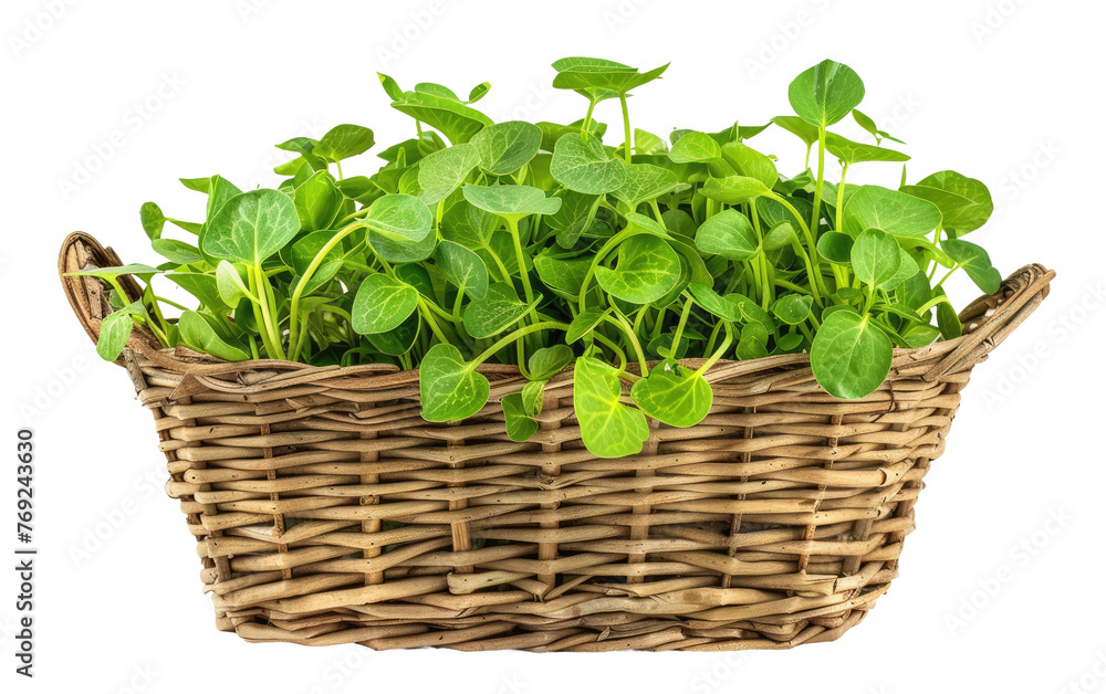 Naklejka premium Watercress Tray isolated on transparent Background