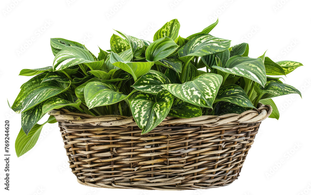 Basket of Hostas isolated on transparent Background Basket of Hostas isolated on transparent Background