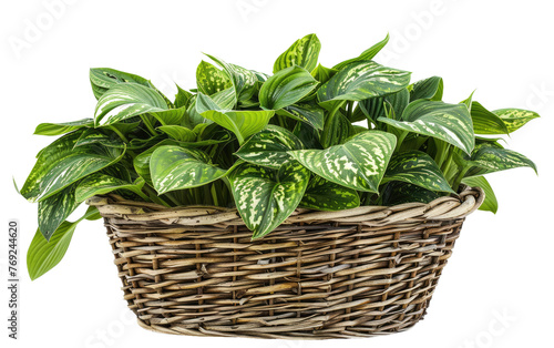 Basket of Hostas isolated on transparent Background