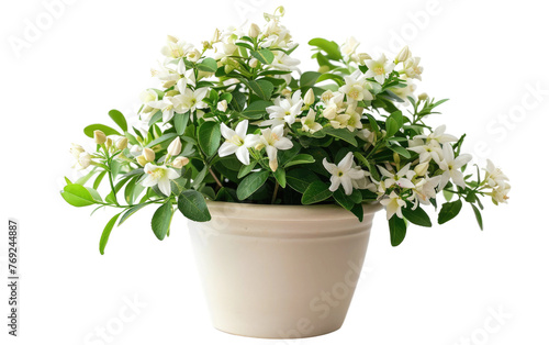Pot of Jasmine Blooms isolated on transparent Background