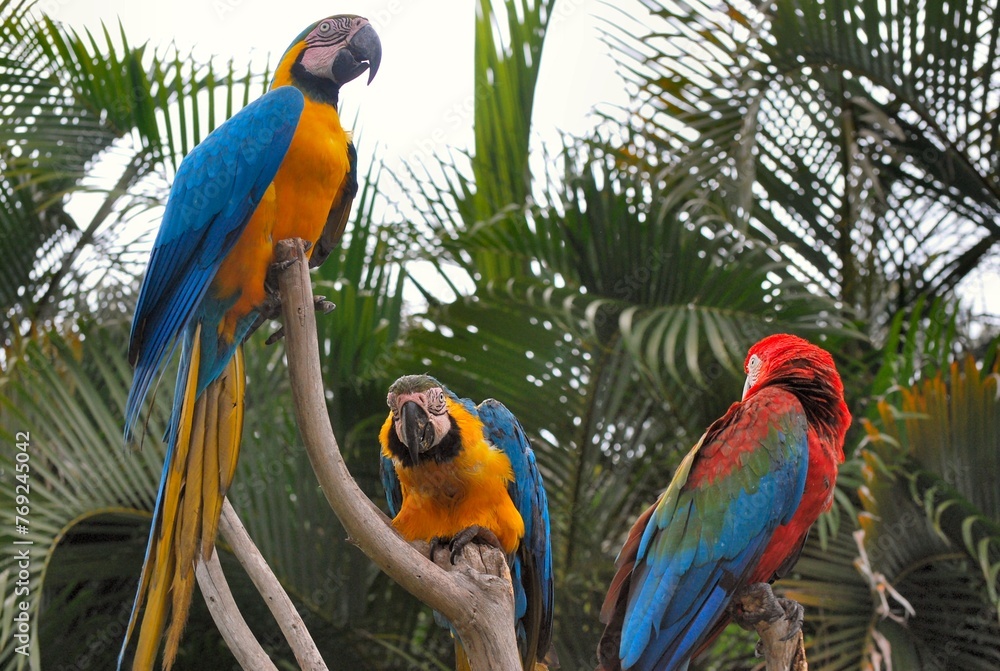 Obraz premium Guacamayas!Rojas,azules escandalosas desde la mañana temprano!