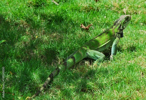 Tortugas,iguanas gentiles animales como venidos directamente desde la prehistoria.