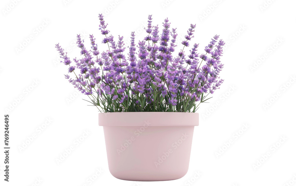 Fototapeta premium Lavender Garland Designs isolated on transparent Background