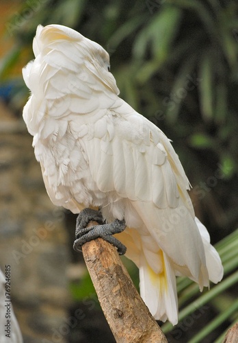 Cacatuas!Nos exiben con orgullo su bellisimo plumaje impecablemente blanco! photo