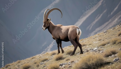 An Ibex With Its Fur Blending Seamlessly Into The