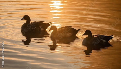 Ducks With Golden Sunlight Highlighting Their Feat