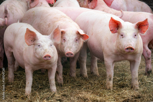 spotted, spotted pig, domestic pig, pigs, pigs, animal, farm, meat
