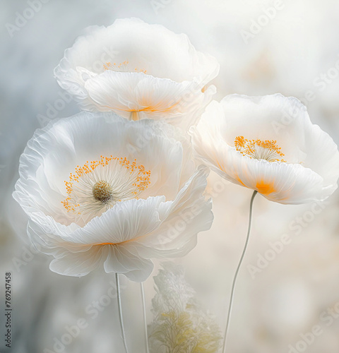 Piękne białe kwiaty. Tapeta w maki. Pastelowe wiosenne kwiaty. 