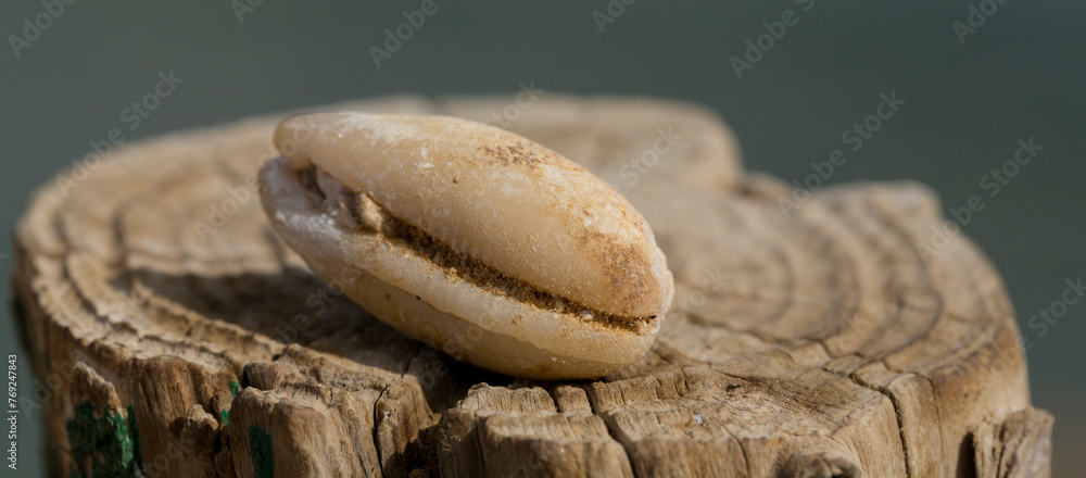 An extinct fossil shell of cypraea cowrie. Mauritia mauritiana, (humpback, chocolate, mourning cowry and Mauritius cowry), is a species of tropical sea snail, a cowry, a marine gastropod mollusc.