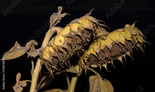 Fotografie Helianthus, sunflower close-up