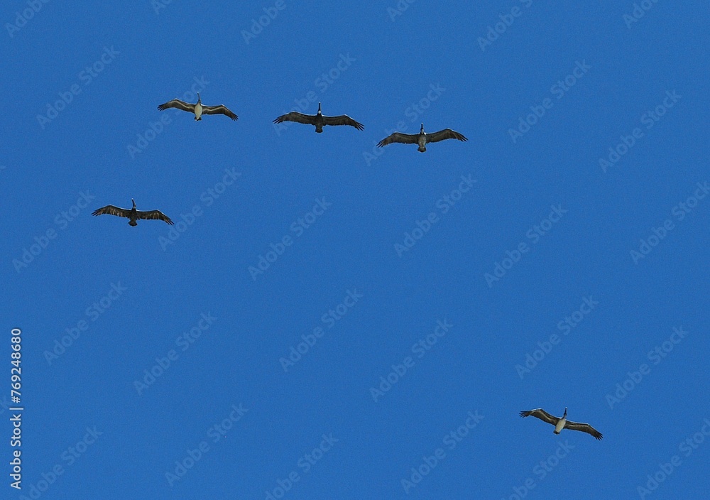 Pelicanos sobrevolando el mar cerca de la costa listos para alcanzar un pez!