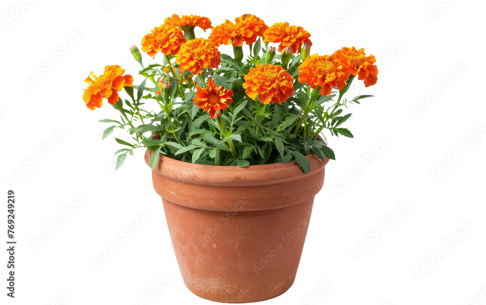 Floral Essence: Marigold Pot isolated on transparent Background