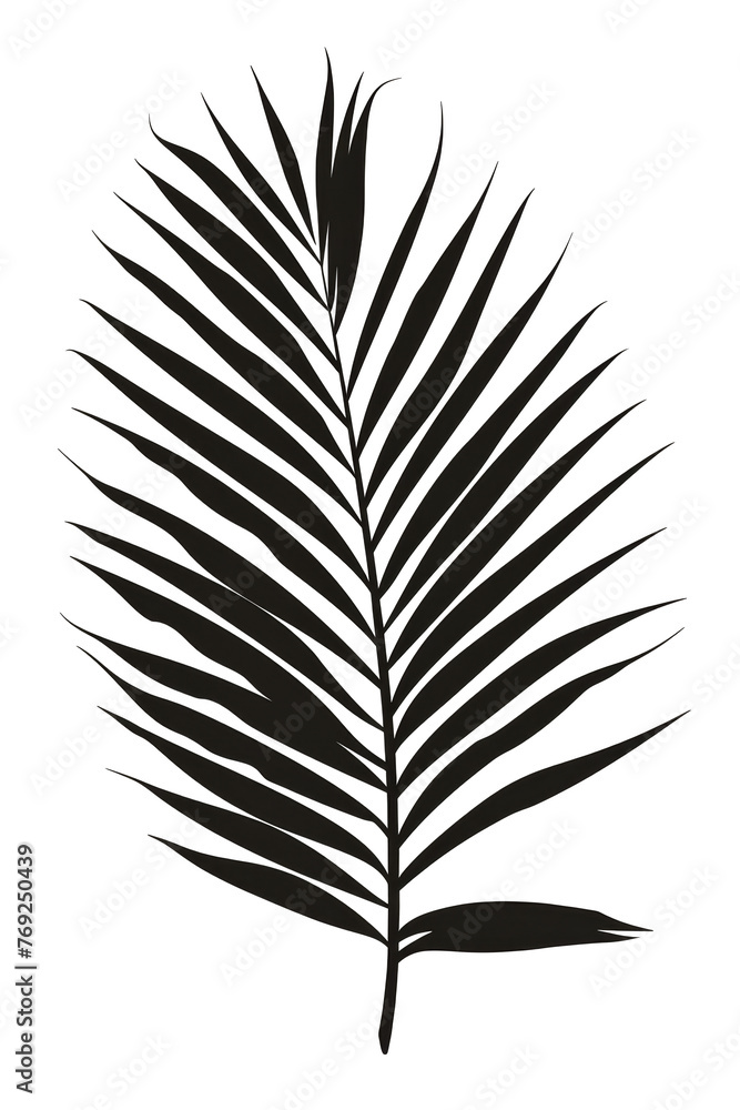 Shadow Feather Silhouette on Transparent Background Shadow Feather Silhouette on Transparent Background