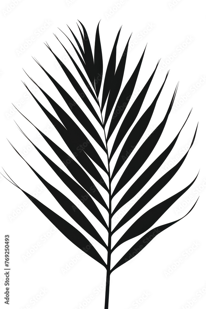 Shadow Leaf Silhouette on Transparent Background Shadow Leaf Silhouette on Transparent Background