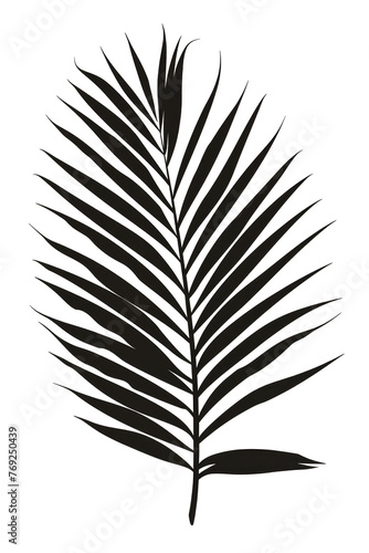 Shadow Feather Silhouette on Transparent Background