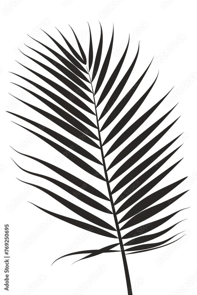 Shadow of Tropical Palm Leaf on Clear Background Shadow of Tropical Palm Leaf on Clear Background
