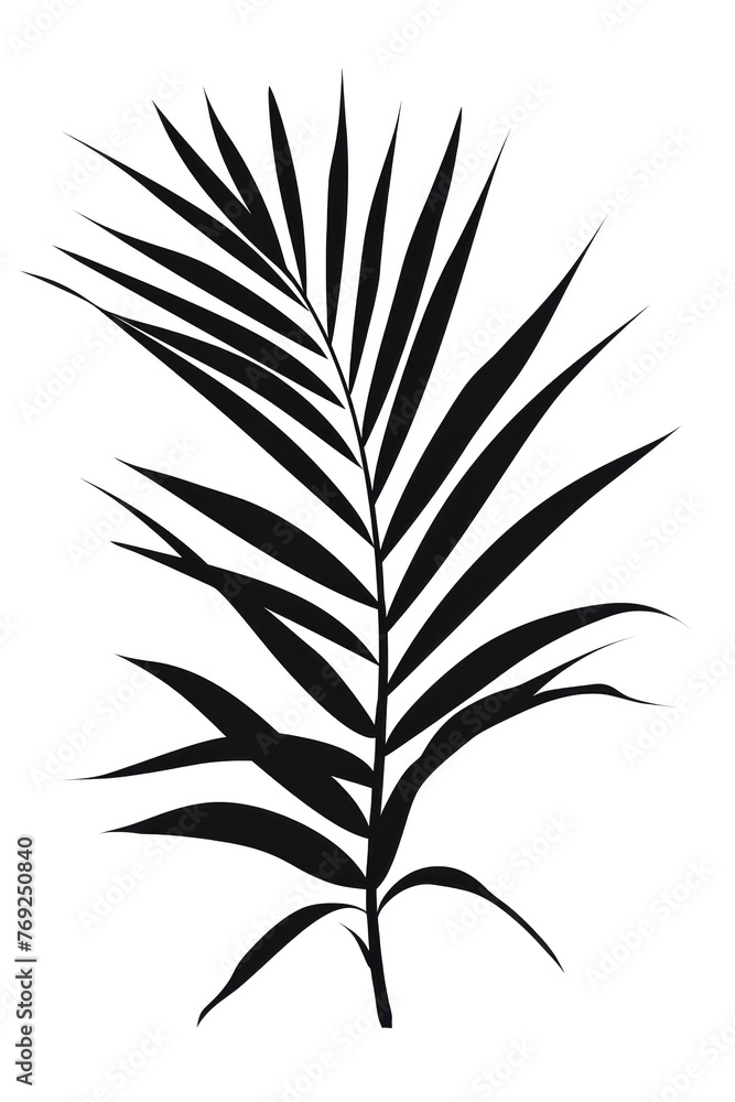 Shadow of Palm Leaf on Transparent Background Shadow of Palm Leaf on Transparent Background