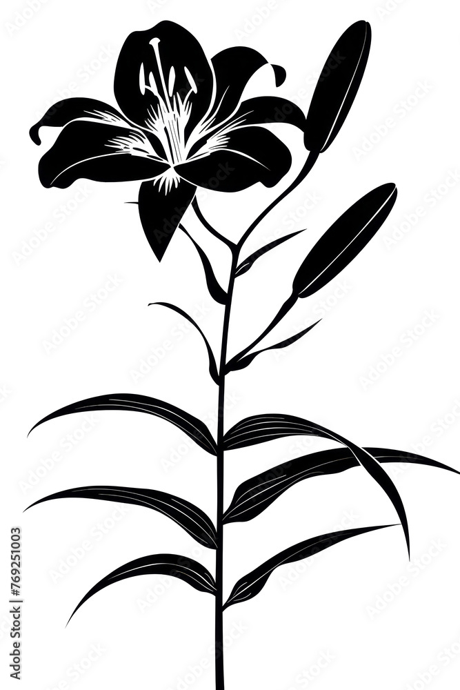 Shadow Silhouette of Elegant Flower Shadow Silhouette of Elegant Flower