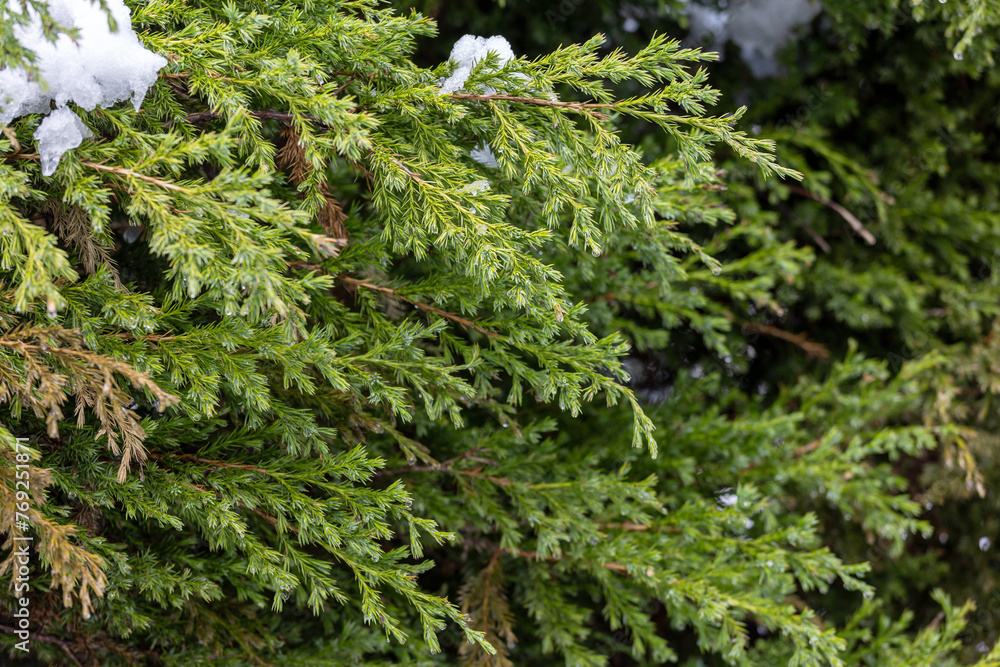 The melting snow on the tree branches The melting snow on the tree branches