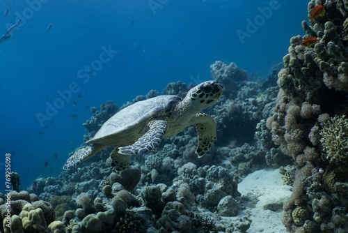 turtle swimming © Arman Tayal