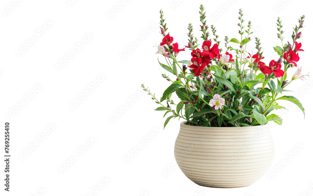 Snapdragon Blossom Vessel isolated on transparent Background