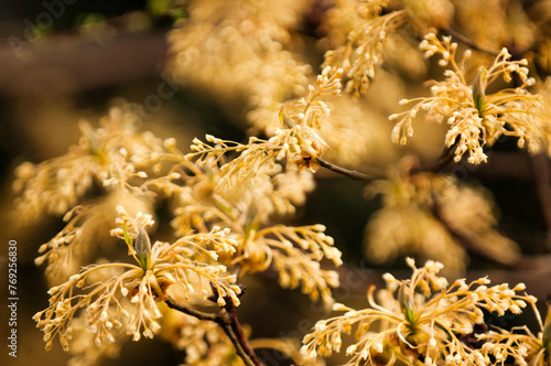 Sassafras Flower Buds. Sassafras is a dioecious species, male and female flowers grow on different trees. Sassafras albidum