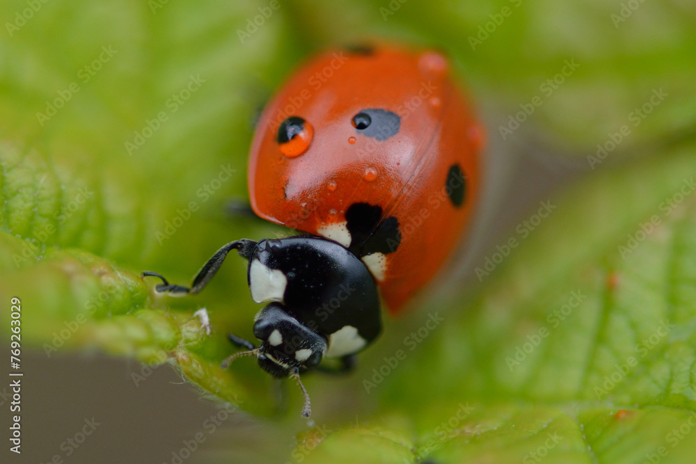 Naklejka premium ladybird on a leaf
