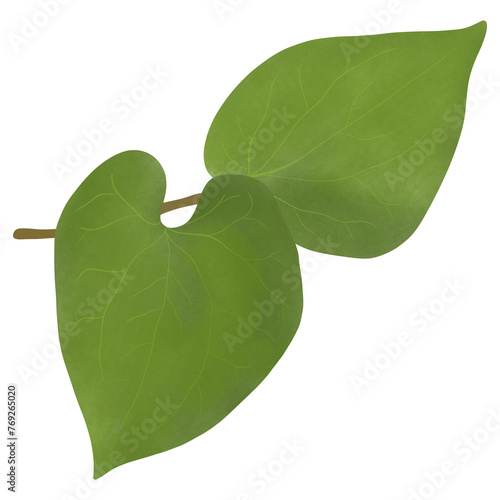 Houttuynia cordata, Cosmetic and medical illustration Design.