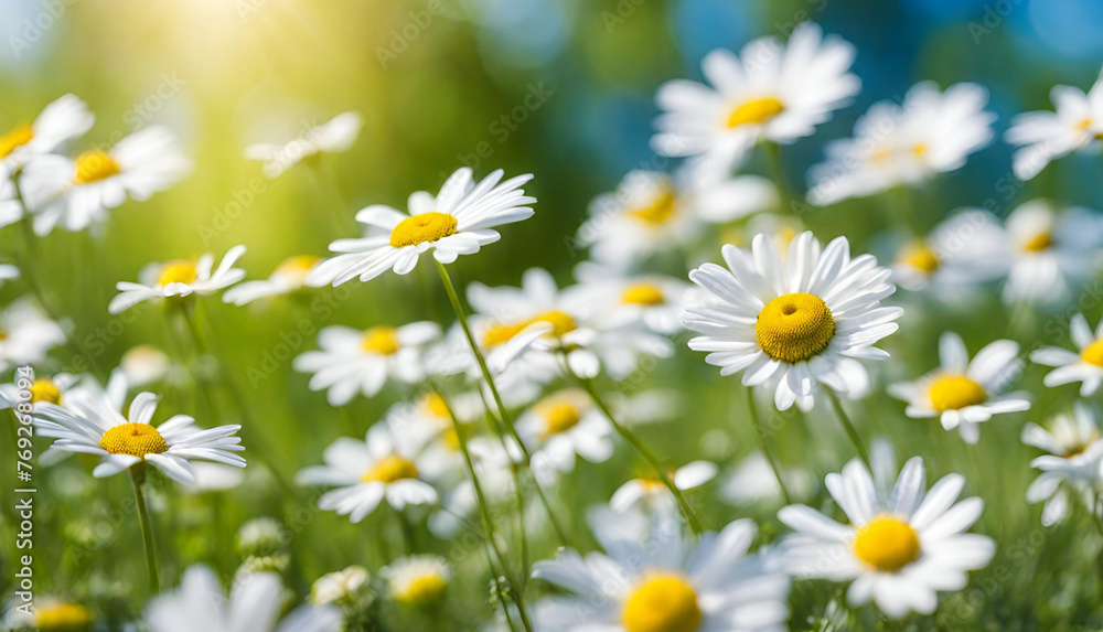 Beautiful Field of Daisy Flowers in Full Blossom Bright Chamomile Blossoms Cover the Floral
