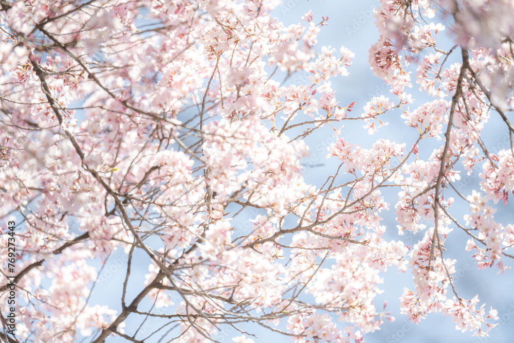 Obraz premium Tokyo, Cherryblossom in a park