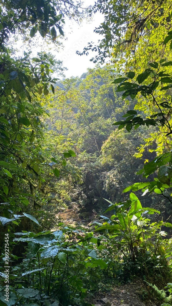 photography in nature on the way to Las Golondrinas waterfall in Cuetzalan del Progreso Puebla Mexico photography in nature on the way to Las Golondrinas waterfall in Cuetzalan del Progreso Puebla Mexico