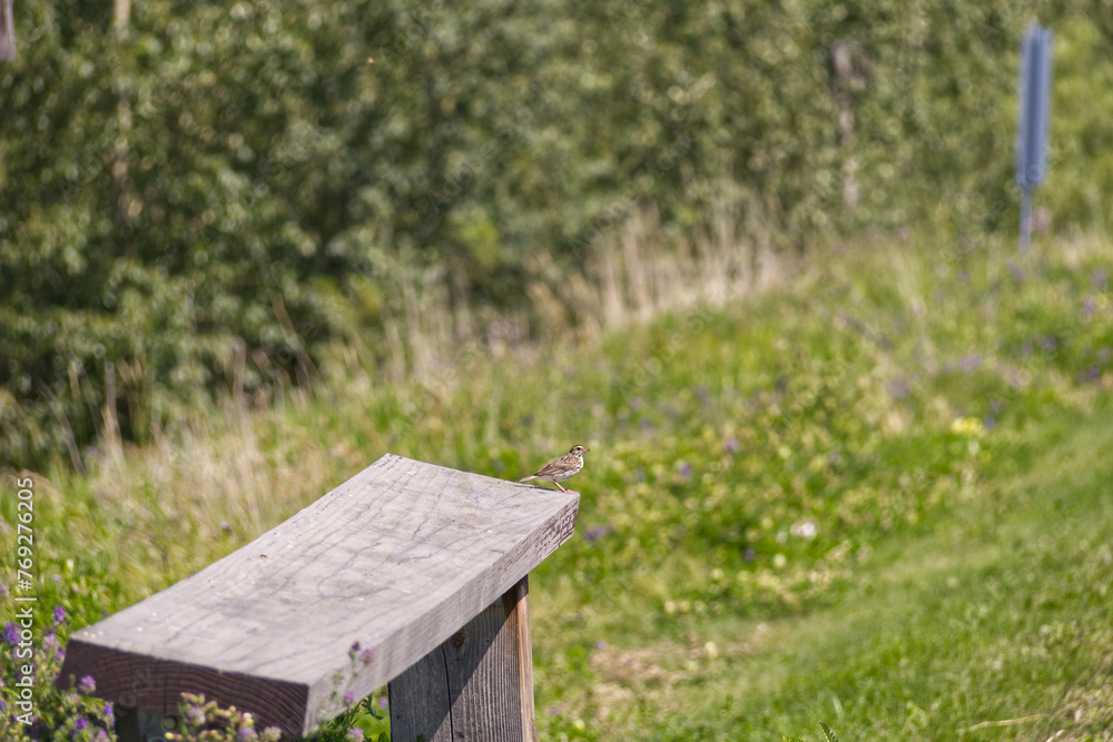 Fototapeta premium Little bird on a wooden bench