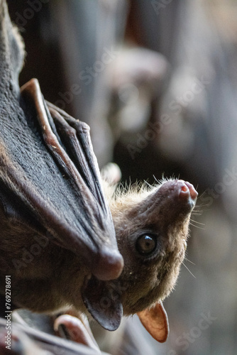 Fruit bat