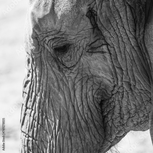 close up of an elephant