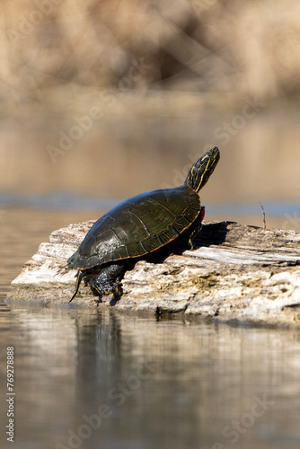 turtle on the rock