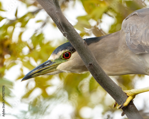 Night heron 