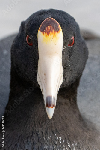 Coot portrait